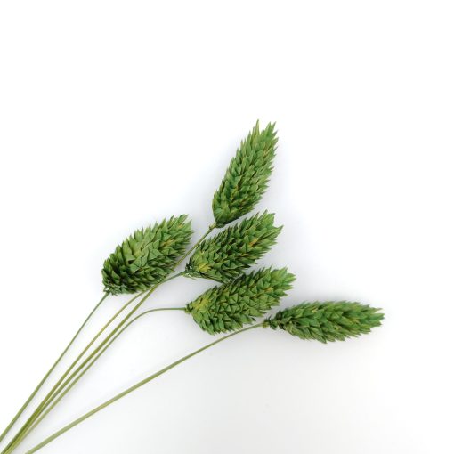 Phalaris - groen