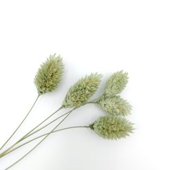 Phalaris - ice green