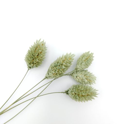 Phalaris - ice green