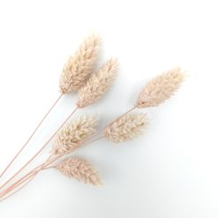 Phalaris - licht roze