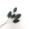 Phalaris - mosgrijs