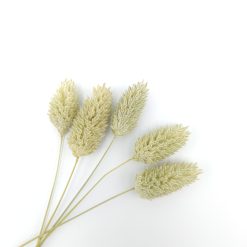 Phalaris - naturel