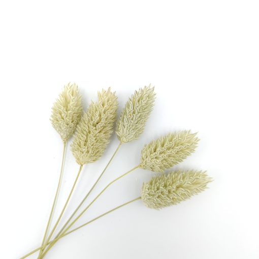 Phalaris - naturel
