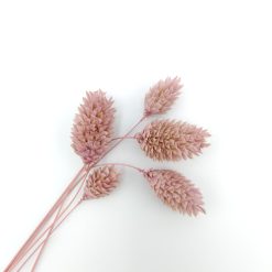 Phalaris - oudroze