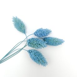 Phalaris - parisian blue