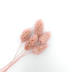 Phalaris - poederroos