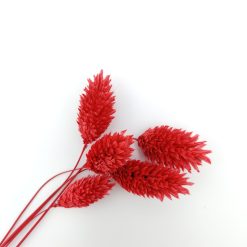Phalaris - rood