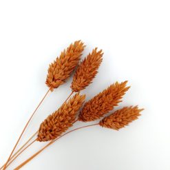 Phalaris - terracotta