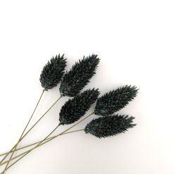 Phalaris - zwart