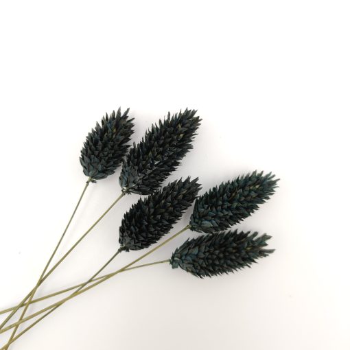 Phalaris - zwart