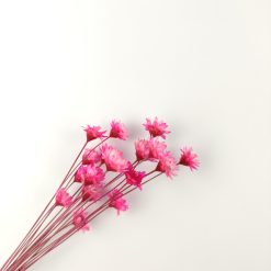 Glixia - fuchsia