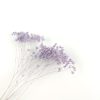 Broom bloom - lila