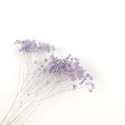 Broom bloom - lila