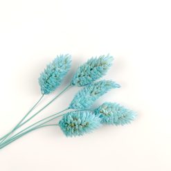 Phalaris - aquamarine