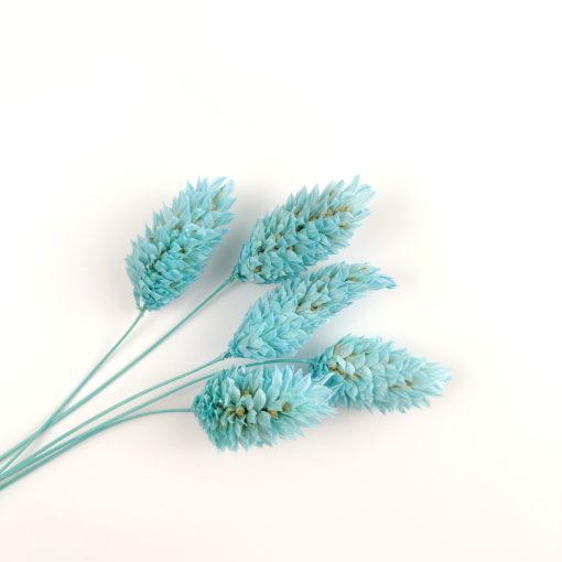Phalaris - aquamarine