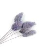 Phalaris - donker lila