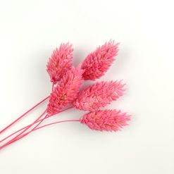 Phalaris - fuchsia