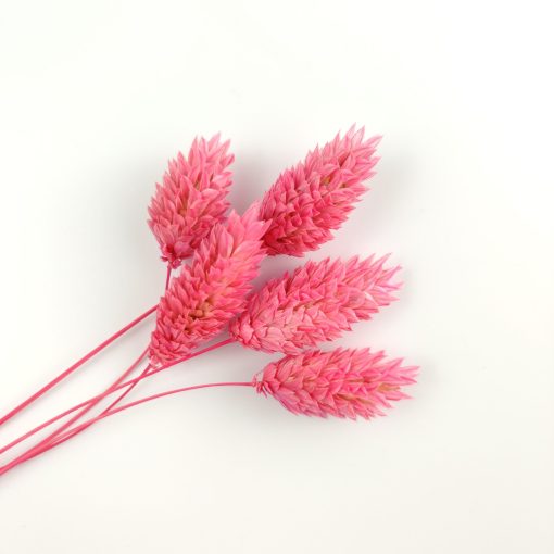 Phalaris - fuchsia
