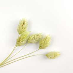 Phalaris - lichtgroen
