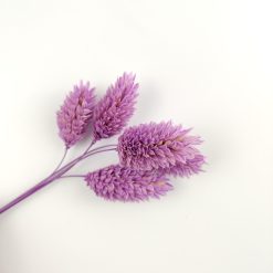 Phalaris - lila