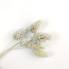 Phalaris - meadow mist