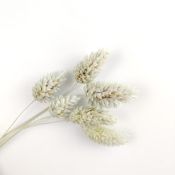 Phalaris - meadow mist