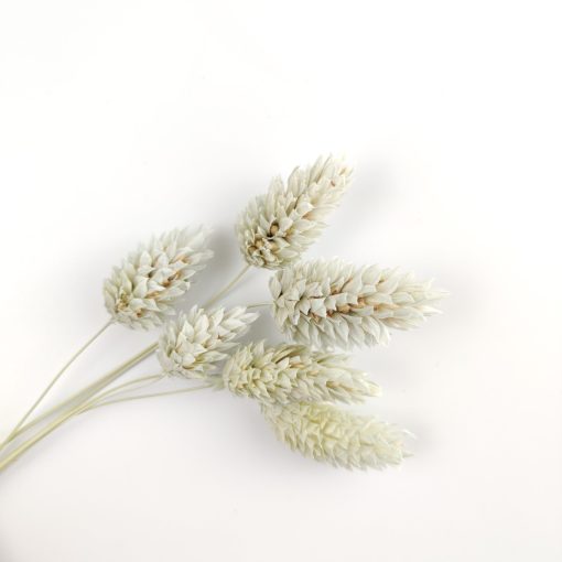 Phalaris - meadow mist