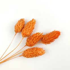 Phalaris - oranje