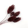 Phalaris - pruim