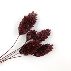 Phalaris - pruim