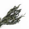 Eucalyptus parvifolia lang blad - groen