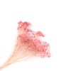 Frej Broom bloom - dieproze