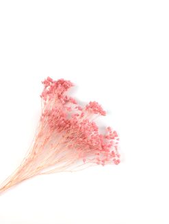 Frej Broom bloom - dieproze
